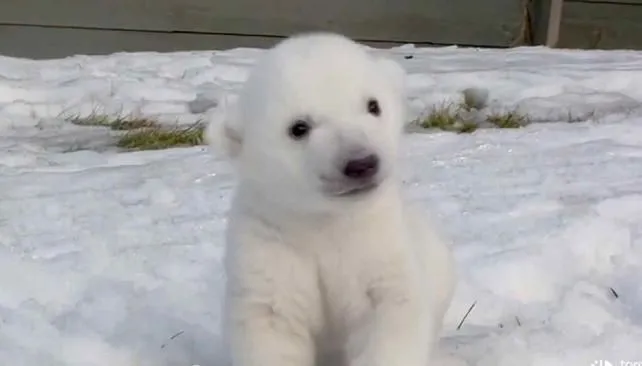 Un oso polar bebé cautiva a todos en Canadá | La Voz del Interior