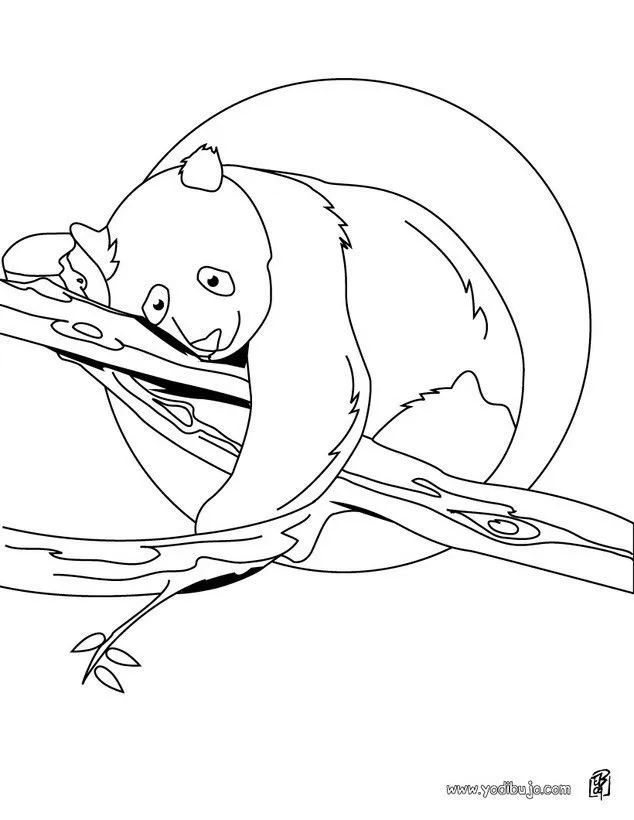 Dibujos ANIMALES SALVAJES para colorear, Oso Panda duerme para ... Dibujos ANIMALES SALVAJES para colorear, Oso Panda duerme para ...