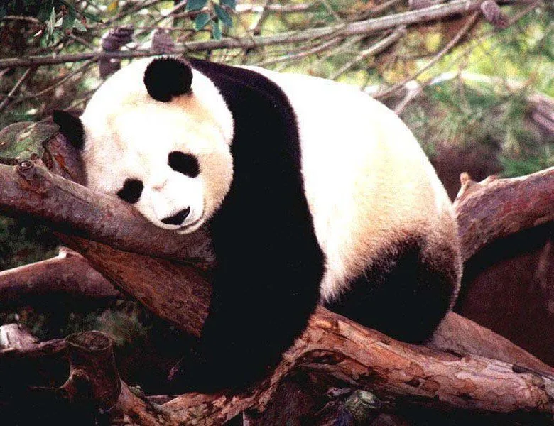 Osos panda caricaturas tiernas - Imagui