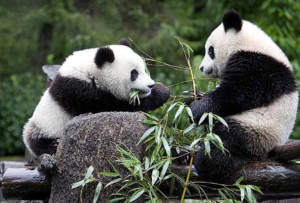 Los osos panda chinos están en peligro por una extraña floración ...