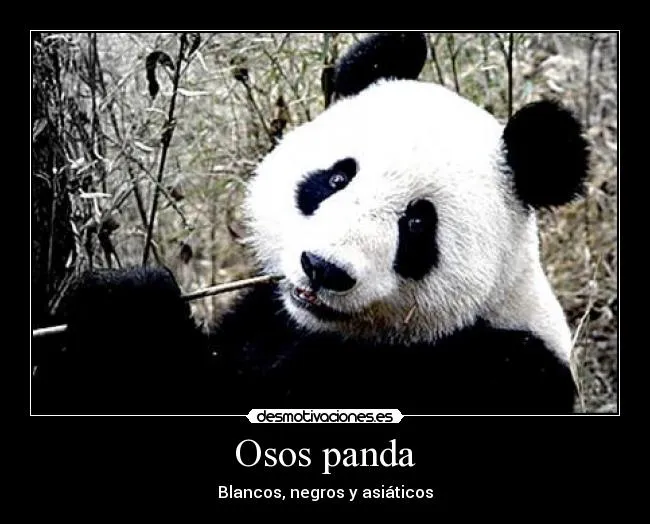 Frases de osos pandas - Imagui