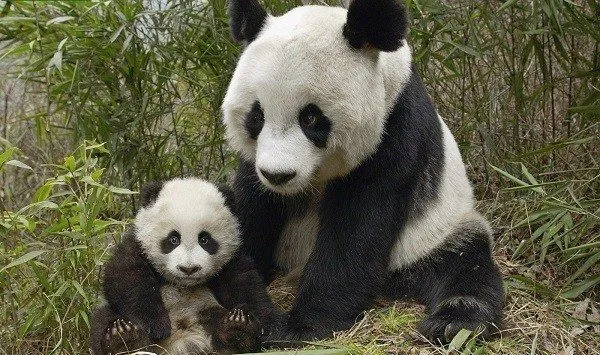 Osos panda en peligro de extinción - elblogverde.com