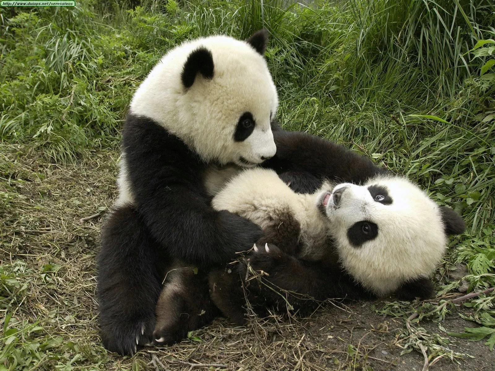 Los osos pandas son una especie reconocida a nivel mundial ... Los osos pandas son una especie reconocida a nivel mundial ...
