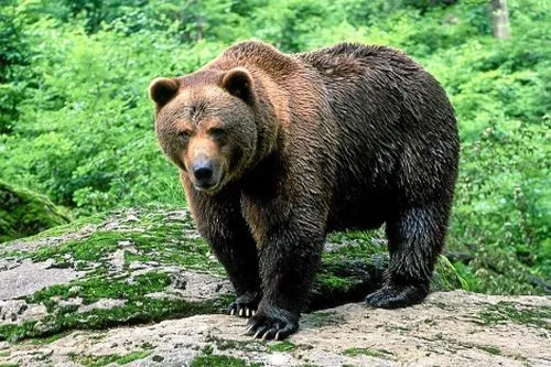Los osos pardos del cantábrico se triplican en 20 años - Republica.com