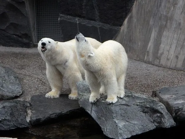 osos polar zoo oso mascotas de animales salvajes | Descargar Fotos ...