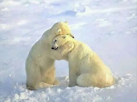 Imagenes HD oso polar - Imagui