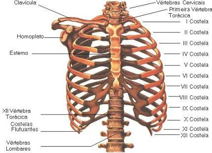 Osteologia: Esqueleto Axial – Tórax | Oi, Medicina