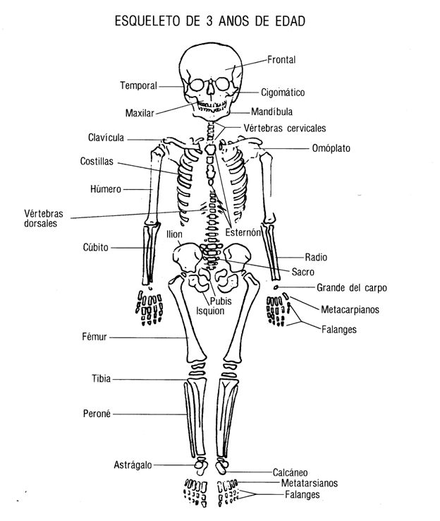 Osteología infantil - Monografias.com