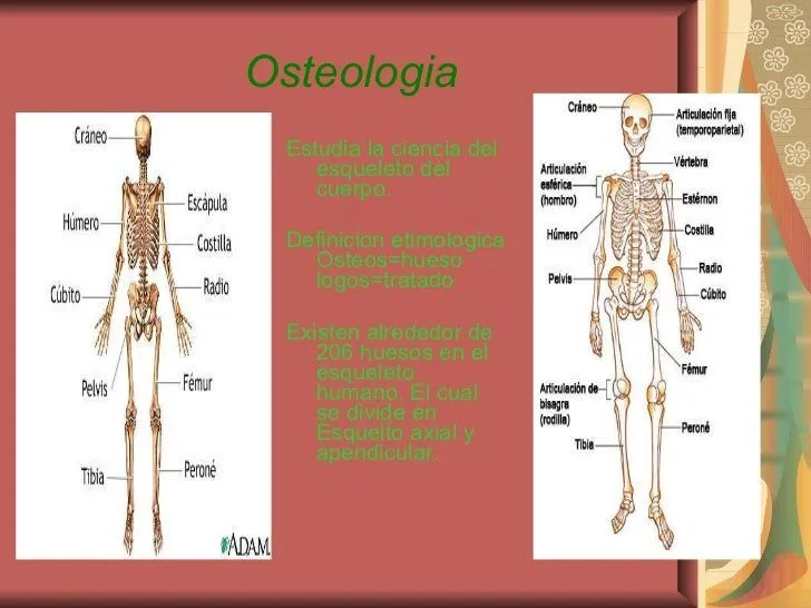 osteologia-y-miologia-4-728. ...