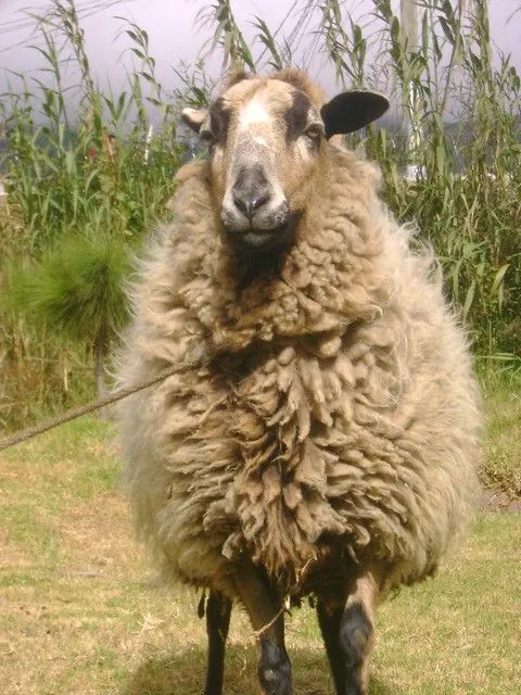 una oveja en el camino | Flickr - Photo Sharing!
