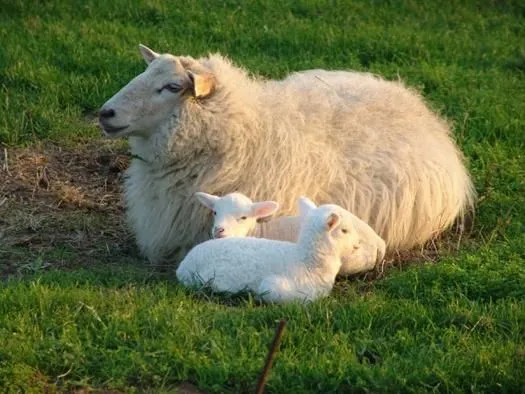 oveja corderos | hogar vegano