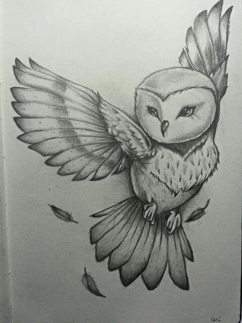 Owl Sketch on Pinterest | Drawing Owls, Owl Drawings and Owl ...