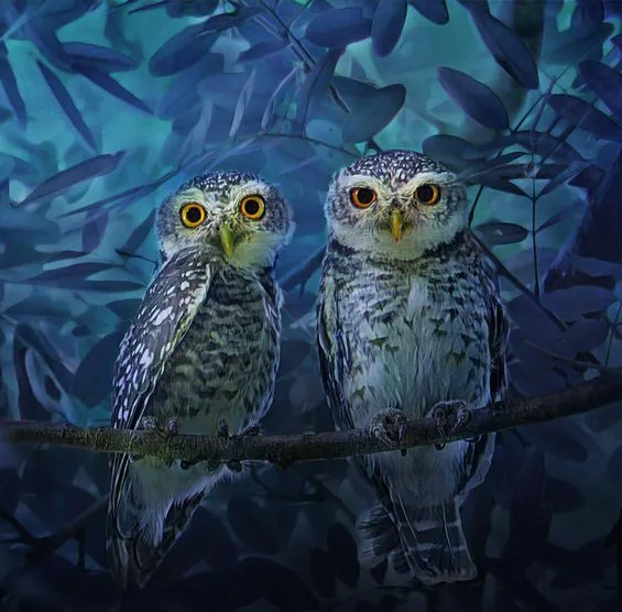 Owls love couple - Dos búhos enamorados