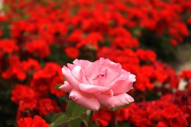 Oxkintok: Rosa Rosa sobre Rosas Rojas, Jardines del Alcázar de los ... Oxkintok: Rosa Rosa sobre Rosas Rojas, Jardines del Alcázar de los ...