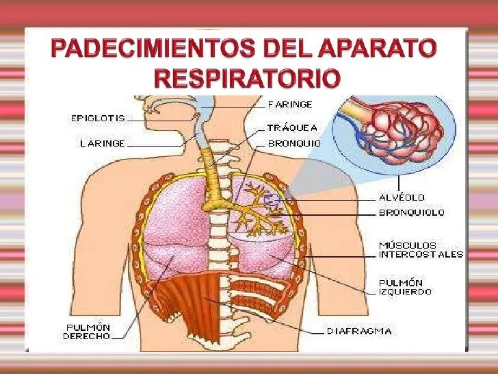 Padecimientos del aparato respiratorio