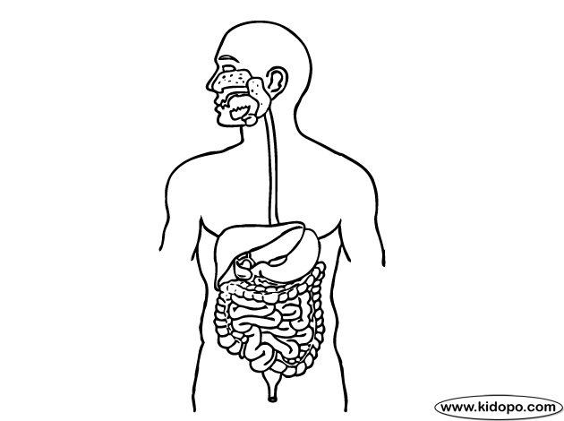 Página para colorear de sistema digestivo | ideas 3 nivel 2014 ...