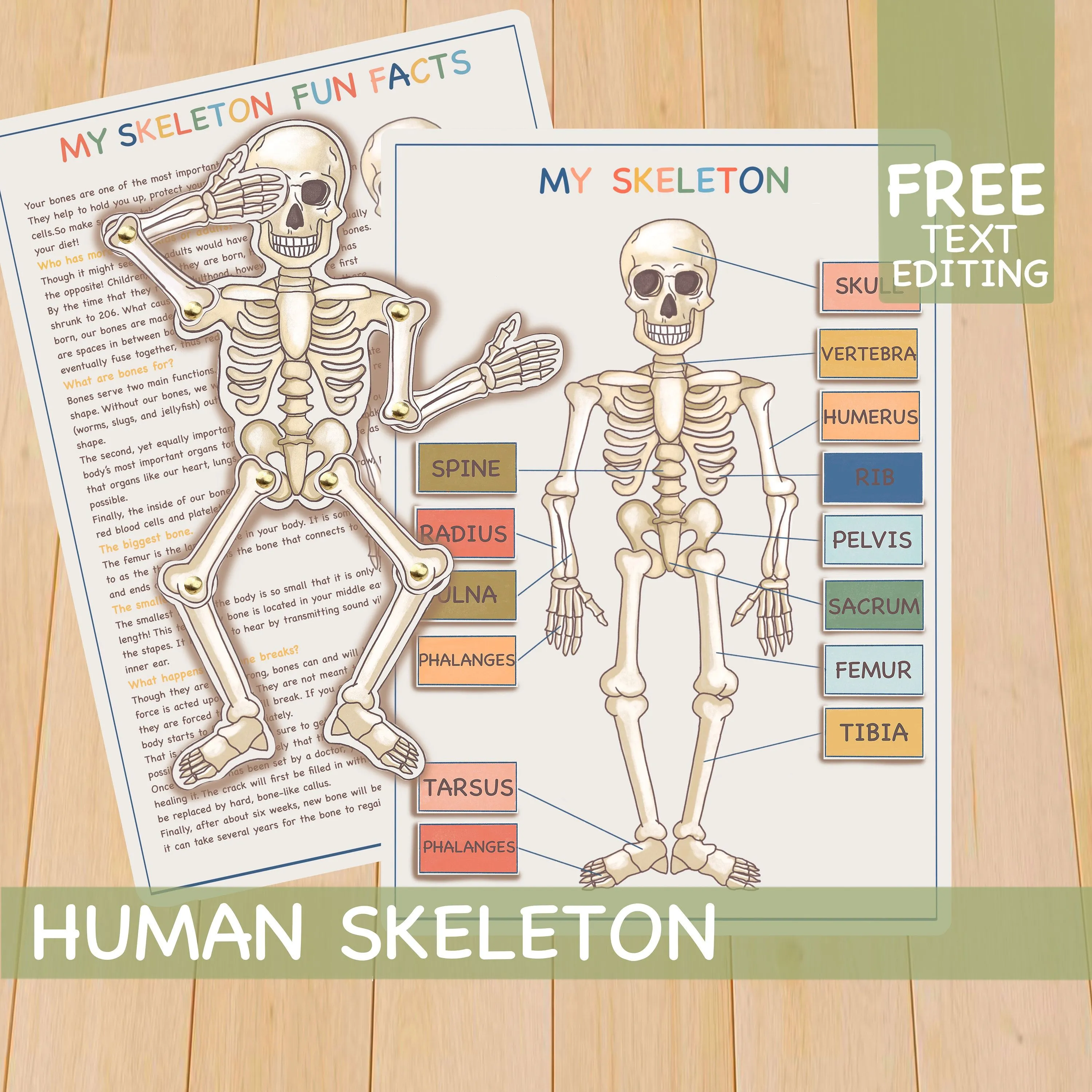 Página de libro ocupado de esqueleto humano materiales - Etsy España
