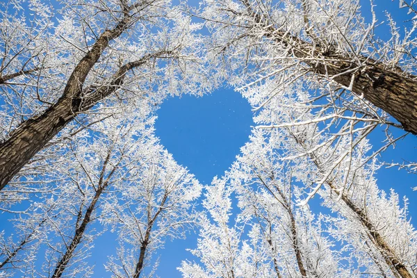 Paisaje de invierno, ramas forman un patrón en forma de corazón ...