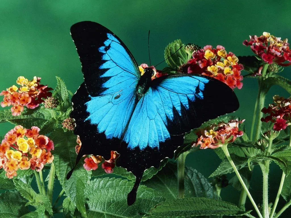 Paisaje con una mariposa :: Imágenes y fotos Paisaje con una mariposa :: Imágenes y fotos