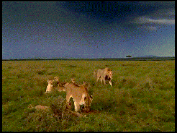 PAISAJES ANIMADOS: Paisaje animado de animales (2) manada de leones.