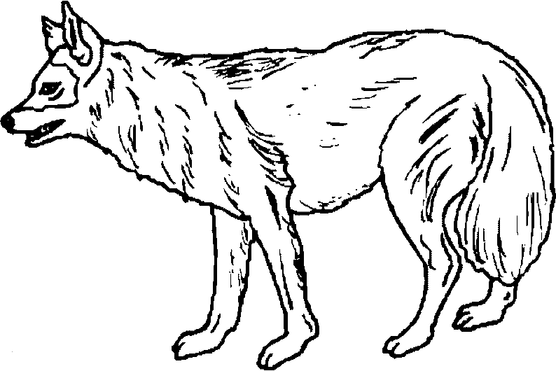COLOREA TUS DIBUJOS: Animales salvajes para colorear y pintar COLOREA TUS DIBUJOS: Animales salvajes para colorear y pintar