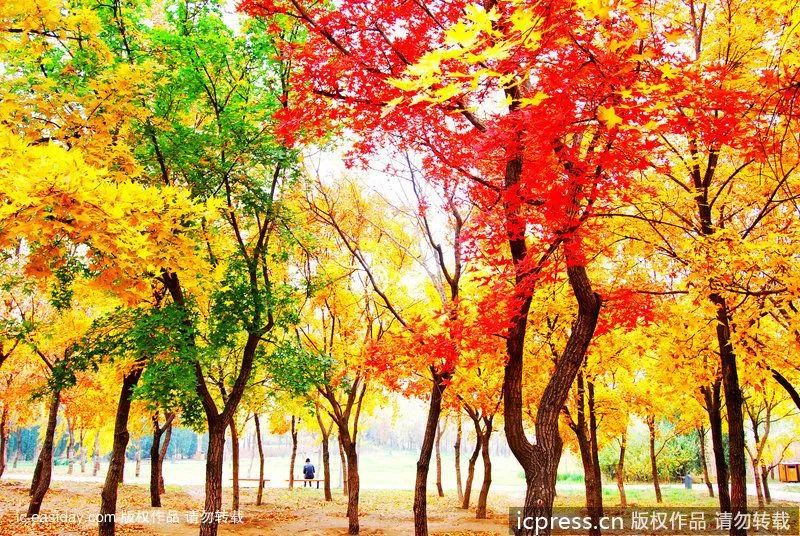 Paisajes y colores del otoño más atractivo_Spanish.china.org.cn_ ...