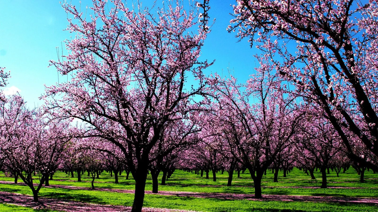 paisajes-de-primavera-para-fondo-de-pantalla | simadesollozos paisajes-de-primavera-para-fondo-de-pantalla | simadesollozos