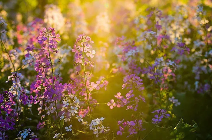 Paisajes de flores en HD - Imagui