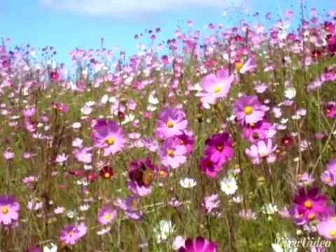 Paisajes de flores - YouTube