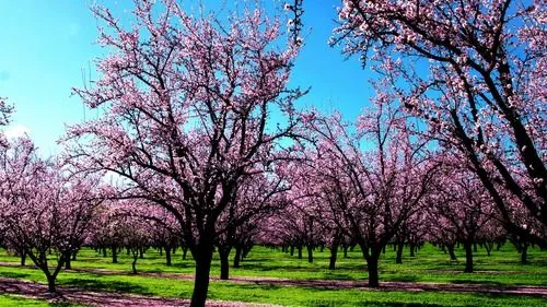 Fondo primaveral - Imagui