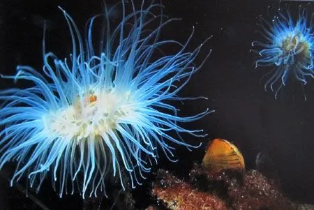 Paisajes hermosos del fondo del mar - Imagui
