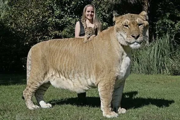 Paisajes Increíbles on Twitter: "''Liger'', el gato más grande del ...