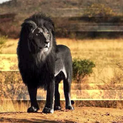 Paisajes Increíbles on Twitter: "Este es el último y único león ...