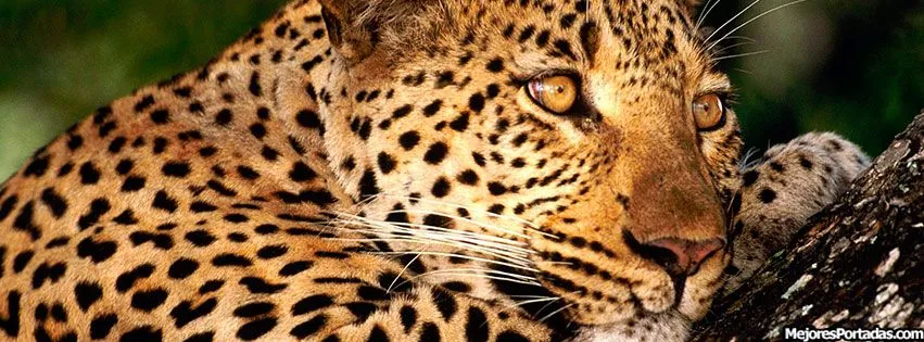 Las Mejores Portadas para tu perfil de Facebook: Leopardo Relajado