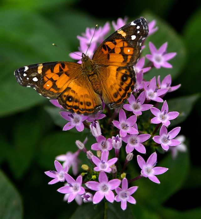 ... de Paisajes con plantas nativas. Jardines para atraer aves y mariposas ... de Paisajes con plantas nativas. Jardines para atraer aves y mariposas
