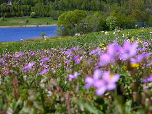Imágenes bellas en general: Paisajes de primavera Imágenes bellas en general: Paisajes de primavera