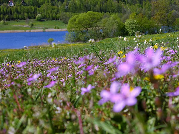 Imágenes bellas en general: Paisajes de primavera