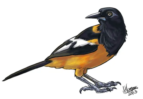 Dibujos para colorear del ave turpial - Imagui
