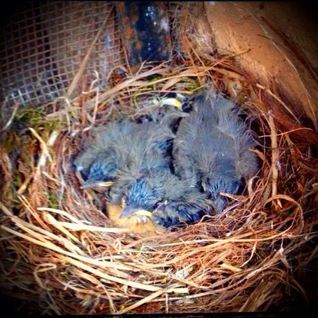 pájaros #nido #aves #pajaritos #huevos #anidar #pájaro #ave ...