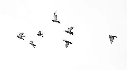 Pájaros. | Synfonias.