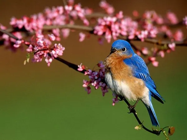pájaros,.3.-foto por Richard Day.-Animals Animals.-Earth Scenes ... pájaros,.3.-foto por Richard Day.-Animals Animals.-Earth Scenes ...