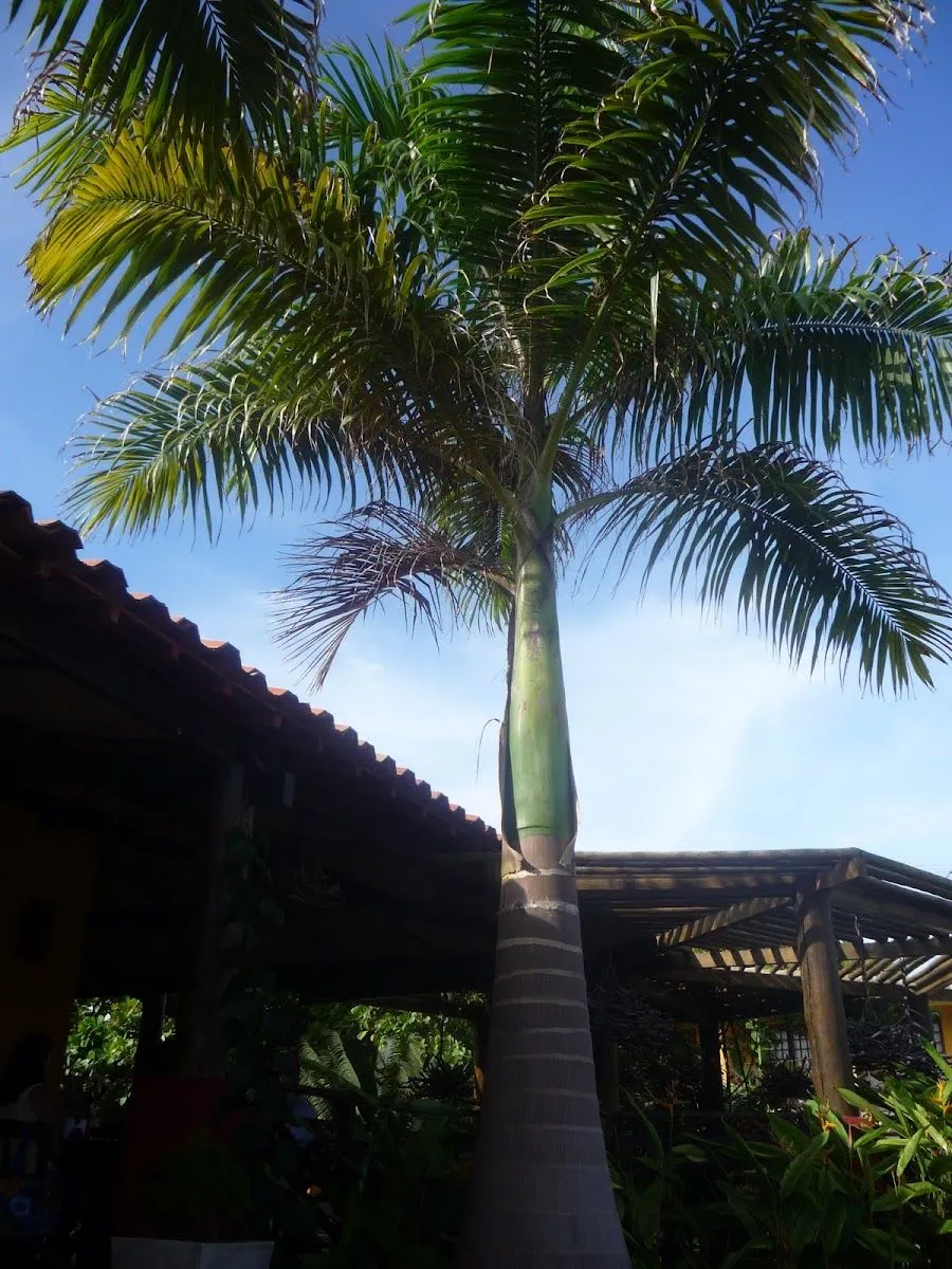 Palma real, Palma real cubana, Cuban royal palm | Project Noah Palma real, Palma real cubana, Cuban royal palm | Project Noah