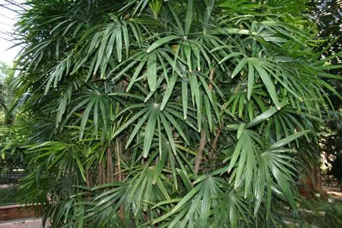Palmera bambú