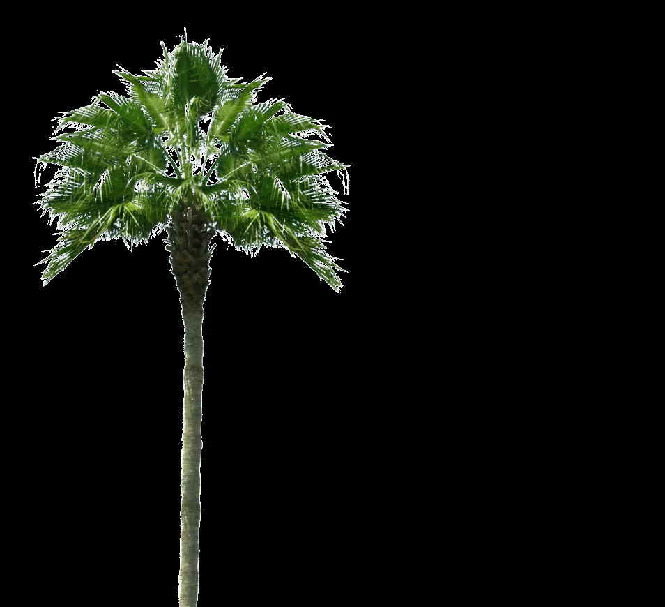palmera png - Buscar con Google | png | Pinterest | Search palmera png - Buscar con Google | png | Pinterest | Search