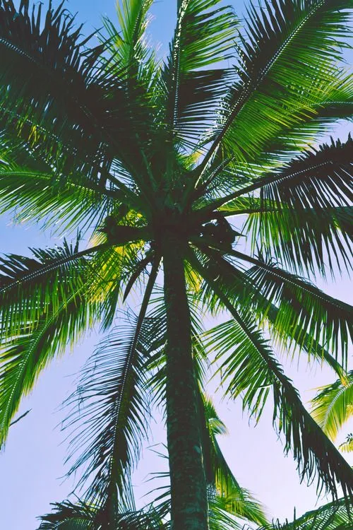palmera | Tumblr