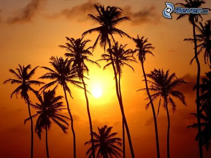Playa atardecer palmeras - Imagui