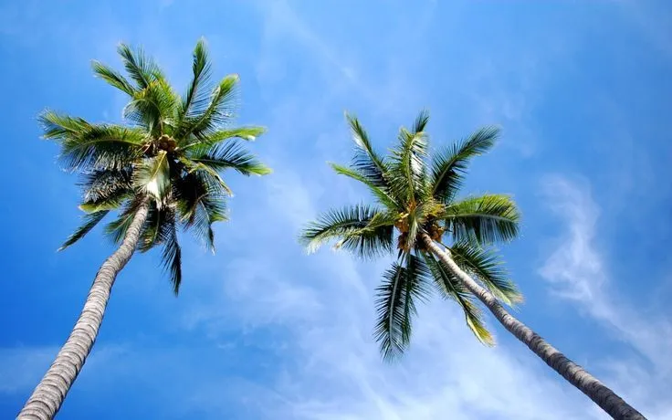 palmeras hd - Buscar con Google | PAISAJES | Pinterest