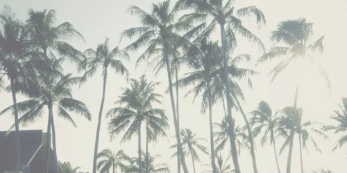 palmeras headers | Tumblr