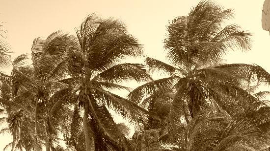 PALMERAS - Picture of Villa Las Estrellas, Tulum - TripAdvisor PALMERAS - Picture of Villa Las Estrellas, Tulum - TripAdvisor