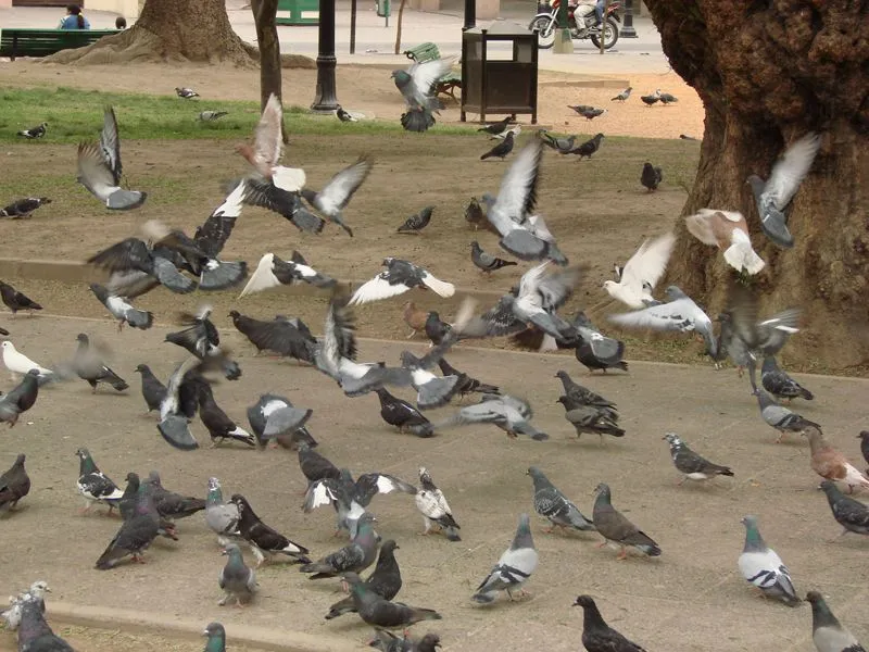 Palomas volando by joaquingandolfo on DeviantArt Palomas volando by joaquingandolfo on DeviantArt